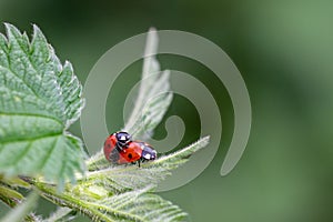 Pair of seven spot ladybirds Coccinella septempunctata mating on the leaf of a stinging nettle