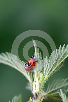 Pair of seven spot ladybirds Coccinella septempunctata mating on the leaf of a stinging nettle