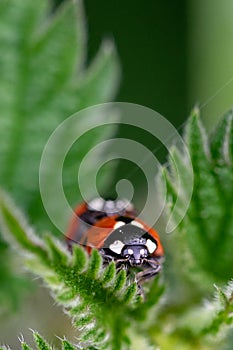 Pair of seven spot ladybirds Coccinella septempunctata mating on the leaf of a stinging nettle