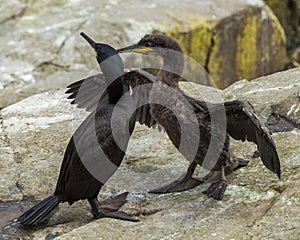 A Pair of Shags. Youngster and adult.