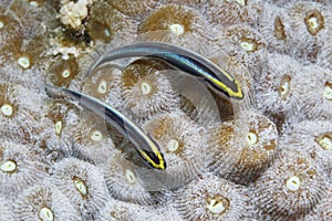 Pair of Sharknose Gobies on a coral head - Bonaire