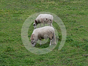 Pair of sheep grazing on hillside in rural Portugal