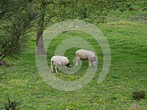 Pair of sheep, grazing under a tree in rural Portugal