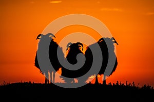 Pair of sheep in meadow during sunset, Helgoland, Germany, animal silhouette, beautiful scene from wild