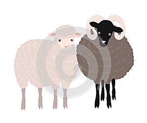 Pair of sheep and ram standing together. Adorable barnyard domestic ruminant animals or farm livestock isolated on white