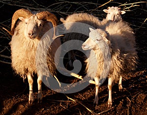 Pair of sheeps photo