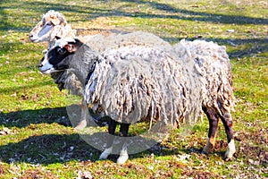 Pair of Sheeps
