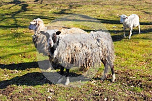 Pair of Sheeps with Lamb