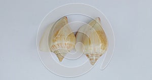 Pair of Shells with grey textured background wallpaper,