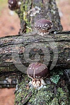 Pair of shiitake mushrooms