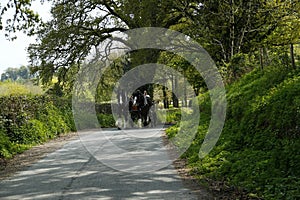 Pair of Shire horses driving on a country lane