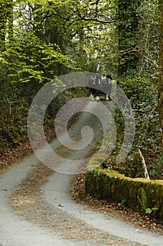 Pair of Shire horses driving on a country lane photo