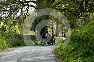 Pair of Shire horses driving on a country lane photo