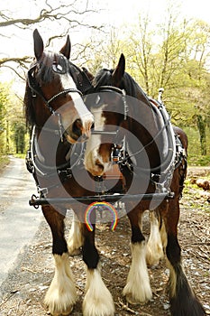 Pair of Shire horses harnessed together with the NHS rainbow colours on a horse shoe attached to their harness photo