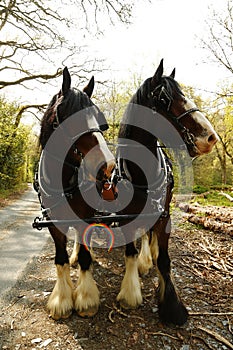 Pair of Shire horses harnessed together with the NHS rainbow colours on a horse shoe attached to their harness photo