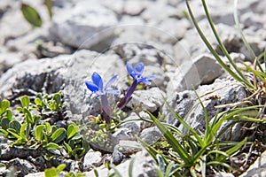 Pair of short leaved gentians blossoming between white rocks in the high mountains