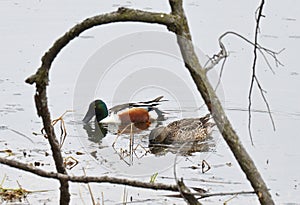 Pair of shoveler ducks feeding