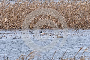 A Pair of Shoveler Ducks in a Refuge Pond