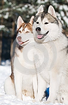 Pair of siberian husky at winter