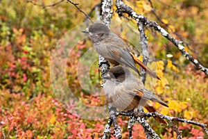 A pair of Siberian jays during autumn foliage