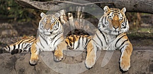Pair of Siberian tiger Panthera tigris altaica