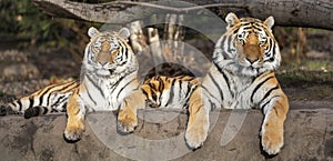 Pair of Siberian tiger Panthera tigris altaica photo