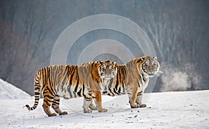 Pair of Siberian tigers in a snowy glade. China. Harbin. Mudanjiang province. Hengdaohezi park.