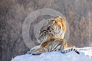 Pair of Siberian tigers in a snowy glade. China. Harbin. Mudanjiang province. Hengdaohezi park. Siberian Tiger Park.