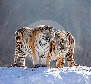 Pair of Siberian tigers in a snowy glade. China. Harbin. Mudanjiang province. Hengdaohezi park. Siberian Tiger Park.