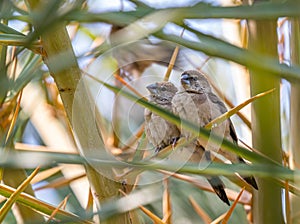 A pair of Silver bill on a palm tree