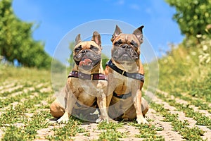 Pair of similar looking French Bulldog dogs sitting next to eacth other wearing dog harnesses outdoors