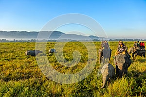 Pair of wild rhinos walking amidst grasslands being watched by tourists on elephant safari at kaziranga national park Assam India