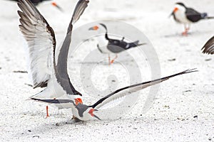 Pair Of Skimmers Having A Territorial Squabble photo