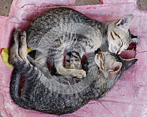 A pair of sleeping gray striped kittens