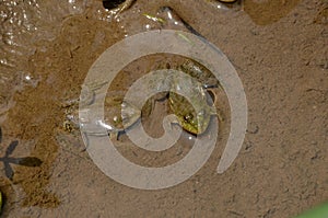 The pair of small brown frog melt with clay in the water