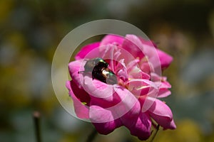 A Pair of small bug mating on a beautiful pink flower, bookeh, blurred background