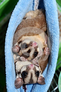 A pair of small sugar gliders playing together and very happy