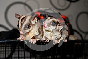 A pair of small sugar gliders playing together and very happy