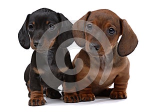 Pair of Smooth-haired Dachshunds