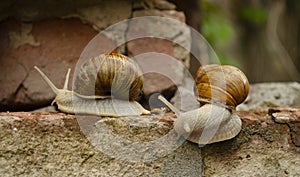 A pair of snails are crawling over the bricks of the building. The snails crawl one after the other. The concept of a relationship