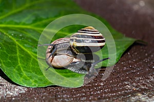 A pair of snails crawling on a wet leaf of green ivy. Beautiful multi-colored shells of snails