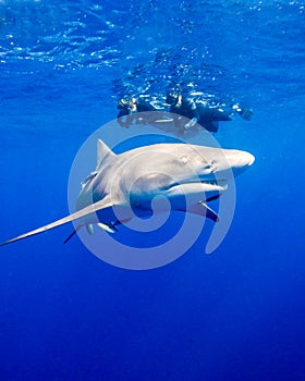 A Pair of Snorkelers Watch a Lemon Shark in Florida