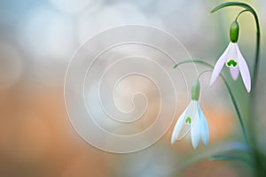 Pair of snow drops early spring white wild flower