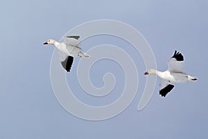 Pair of snow geese in flight