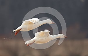 Pair of snow geese flying close