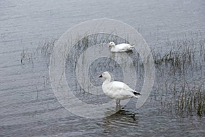 Pair of snow geese in shallow water on the shore of the St. Lawrence River