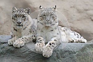 Pair of snow leopard with clear rock background, Hemis National Park, Kashmir, India. Wildlife scene from Asia. Detail portrait of