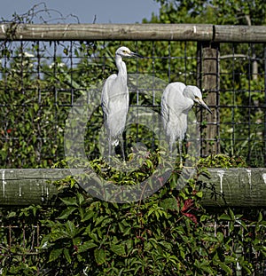 Pair of Snowy Egrets on Fence Log