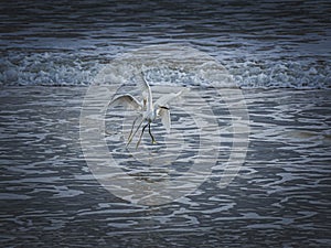 A Pair of Snowy Egrets Jumping in the Surf