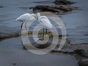 A Pair of Snowy Egrets Kissing in the Surf